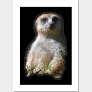 Meerkat Posters and Art